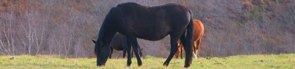 veterinary medical products